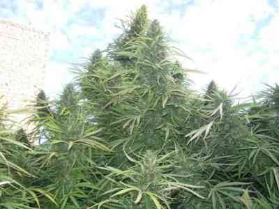 Golden Tiger > ACE Seeds | Semillas feminizadas  |  Sativa